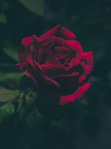 Превью обои роза, бутон, темный