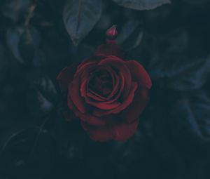 Превью обои роза, бутон, темный, листья