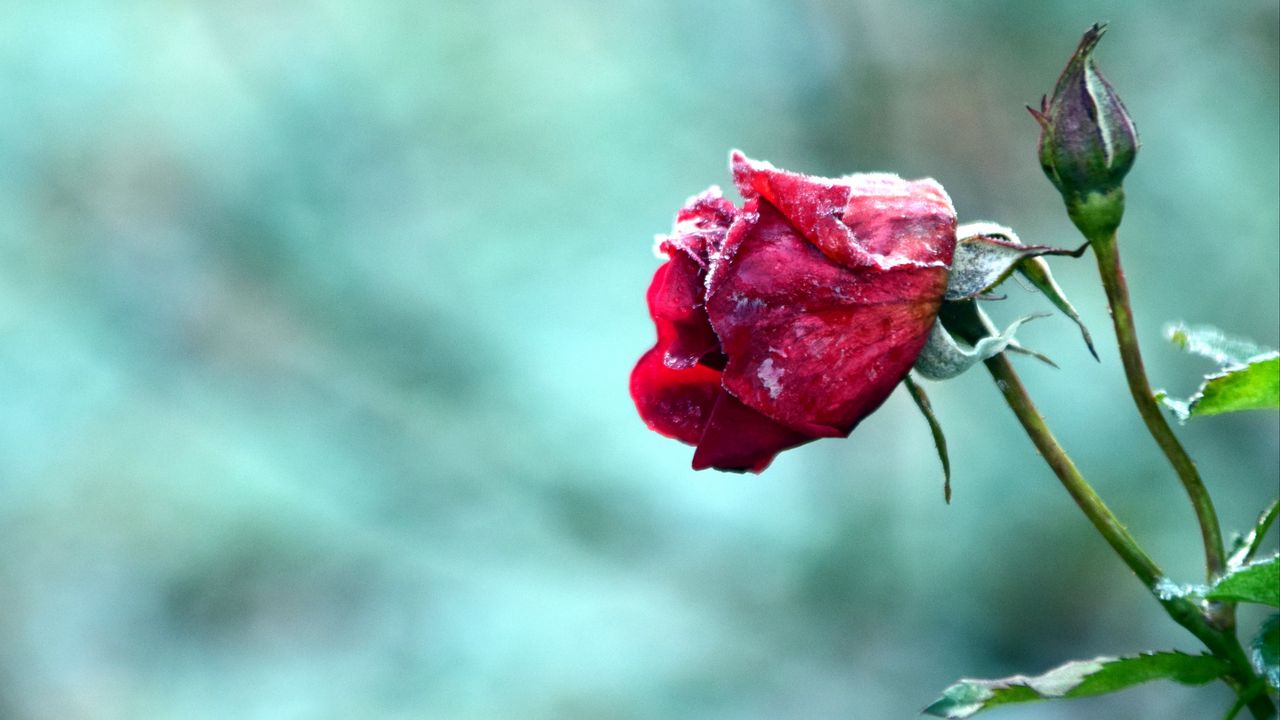 Обои роза, бутон, цветок, иней, мороз