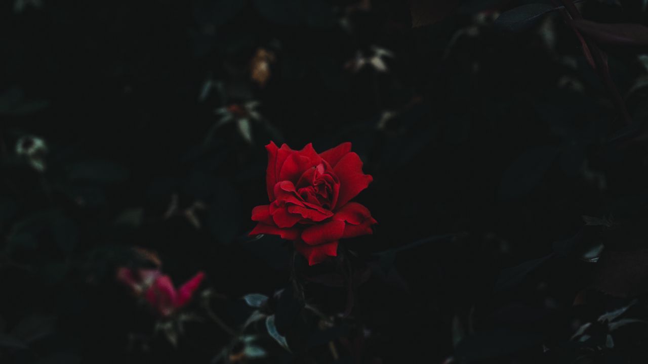 Обои роза, бутон, цветок, темный фон