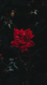 Превью обои роза, бутон, цветок, темный фон