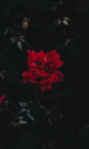 Превью обои роза, бутон, цветок, темный фон