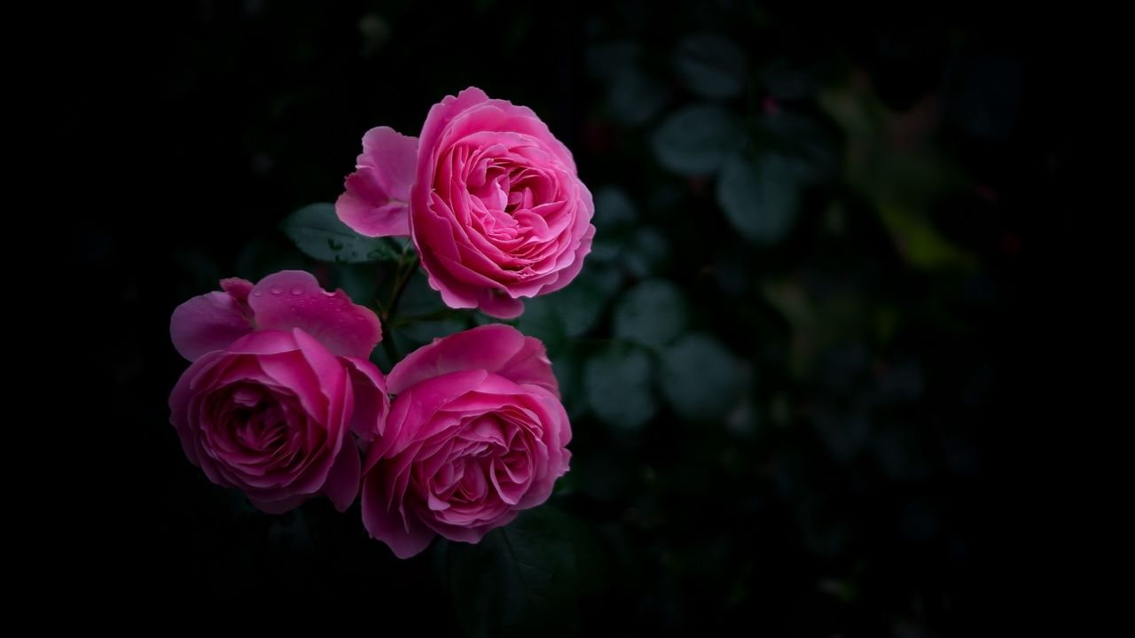 Обои роза, бутоны, куст, сад, розовый
