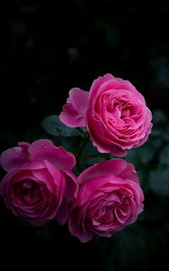 Превью обои роза, бутоны, куст, сад, розовый