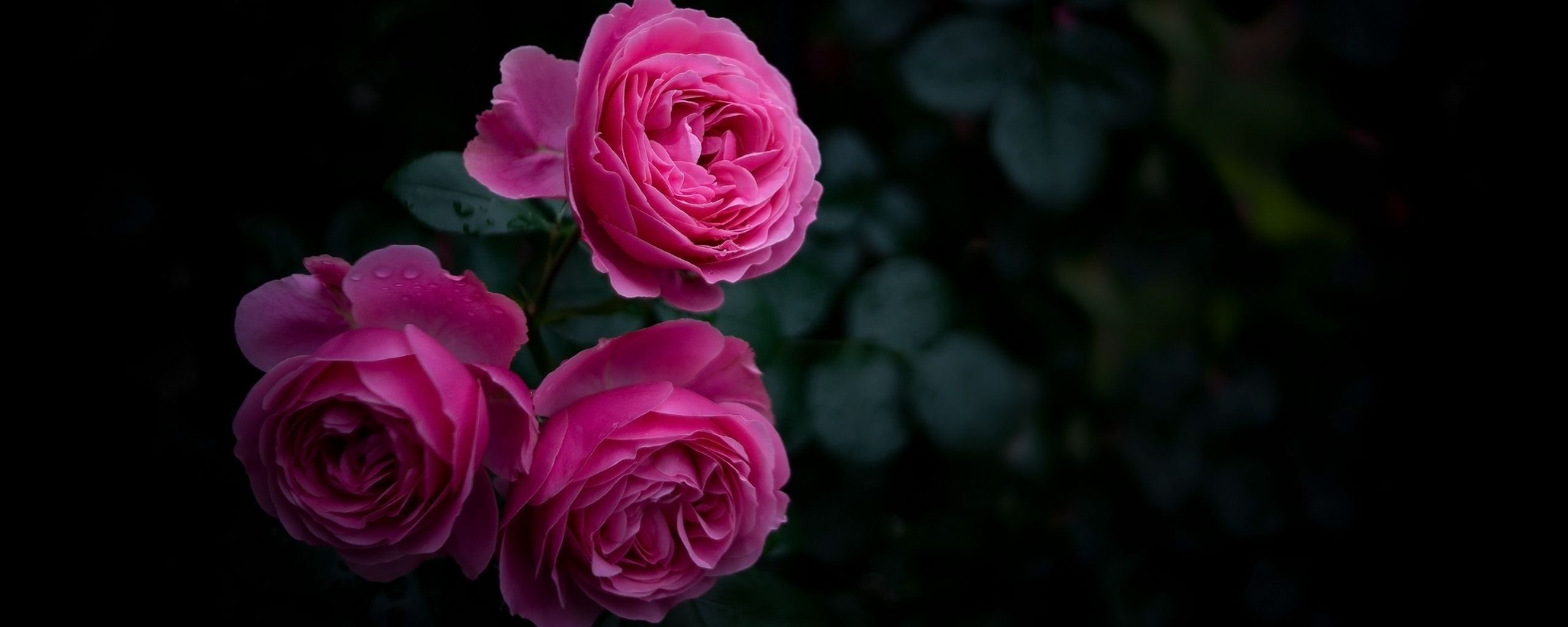 2560x1024 Обои роза, бутоны, куст, сад, розовый