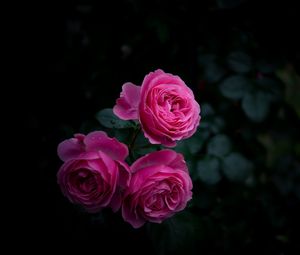 Превью обои роза, бутоны, куст, сад, розовый