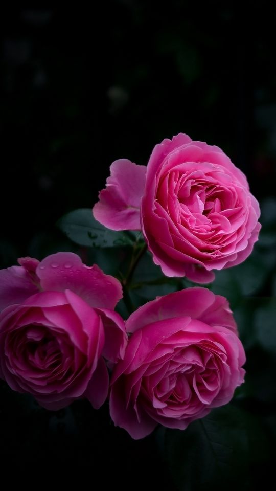 540x960 Обои роза, бутоны, куст, сад, розовый