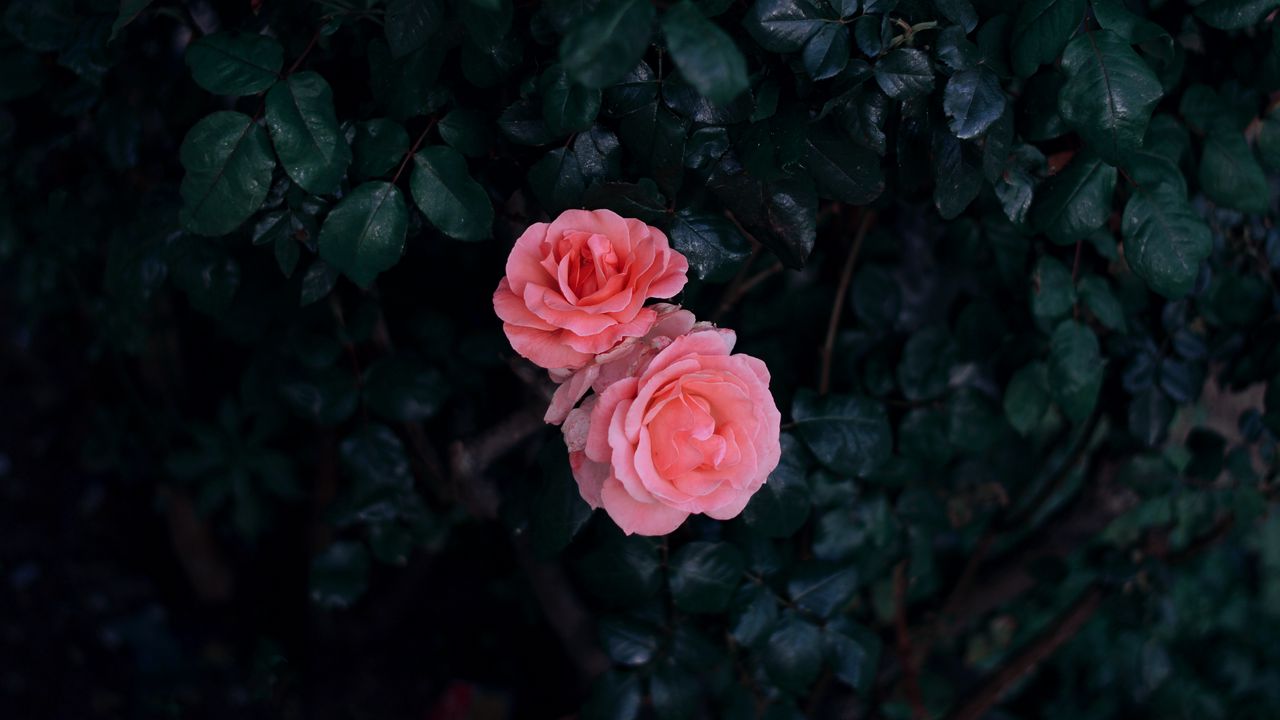 Обои роза, бутоны, розовый, куст, листья