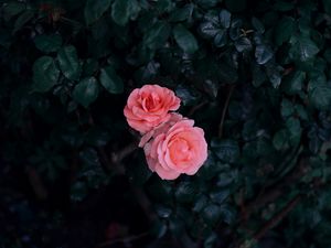 Превью обои роза, бутоны, розовый, куст, листья