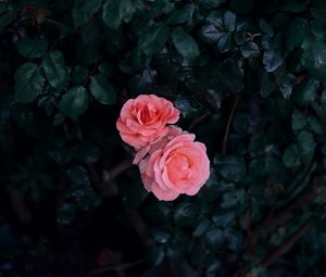Превью обои роза, бутоны, розовый, куст, листья
