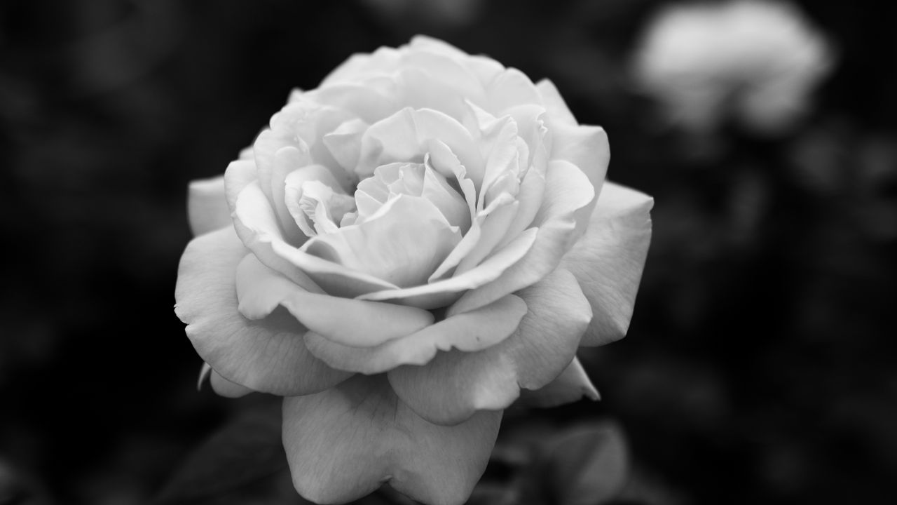 Обои роза, чб, цветок, белый, растение