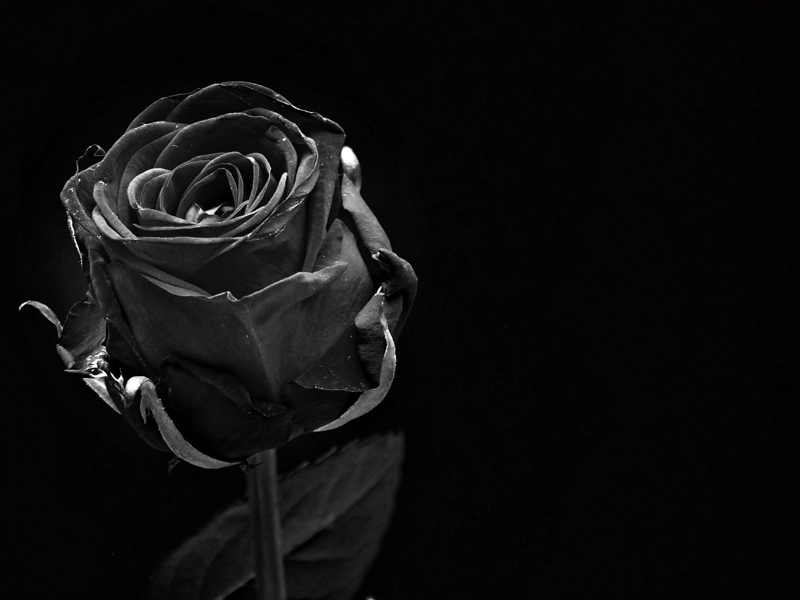 черная роза фото цветов