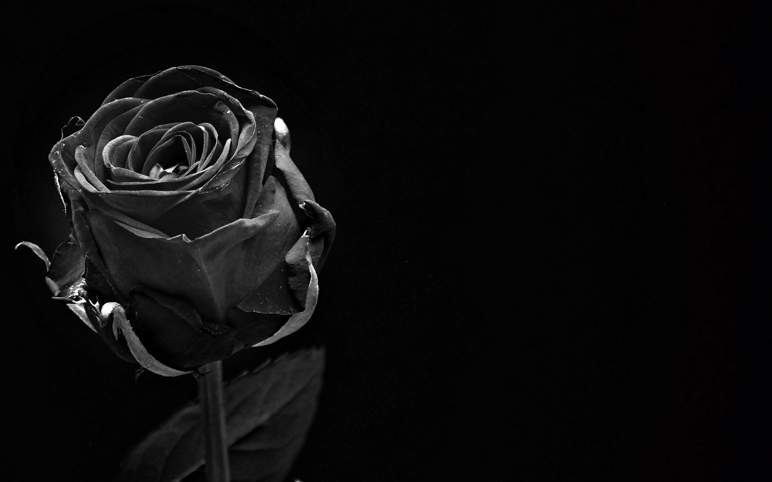 фотографии черной розы
