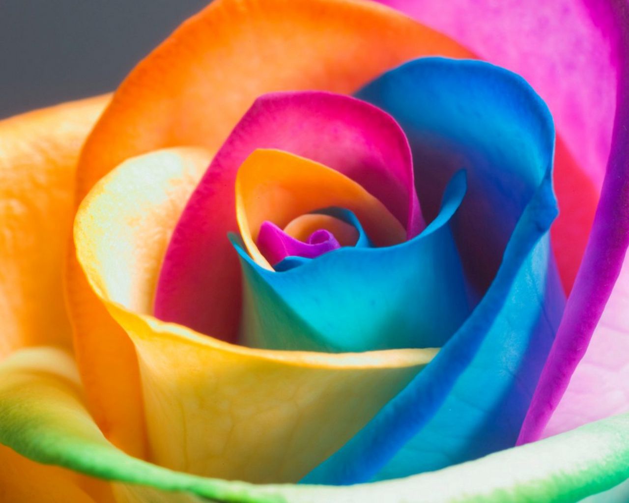 Заставки на телефон цветы разноцветные розы