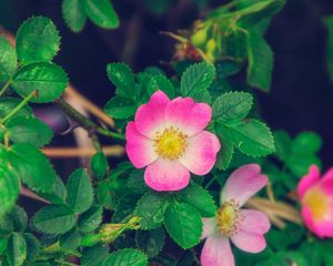 Превью обои роза, дикая роза, цветение, куст, розовый, листья