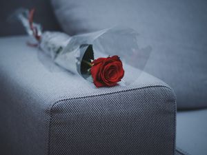 Превью обои роза, диван, мебель
