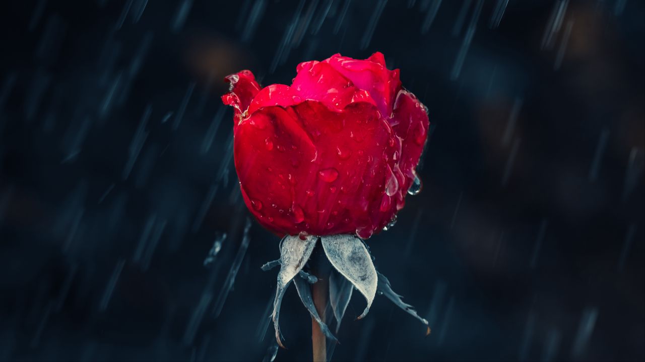 Обои роза, дождь, капли, влага, красный