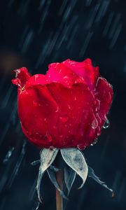 Превью обои роза, дождь, капли, влага, красный