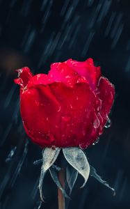 Превью обои роза, дождь, капли, влага, красный