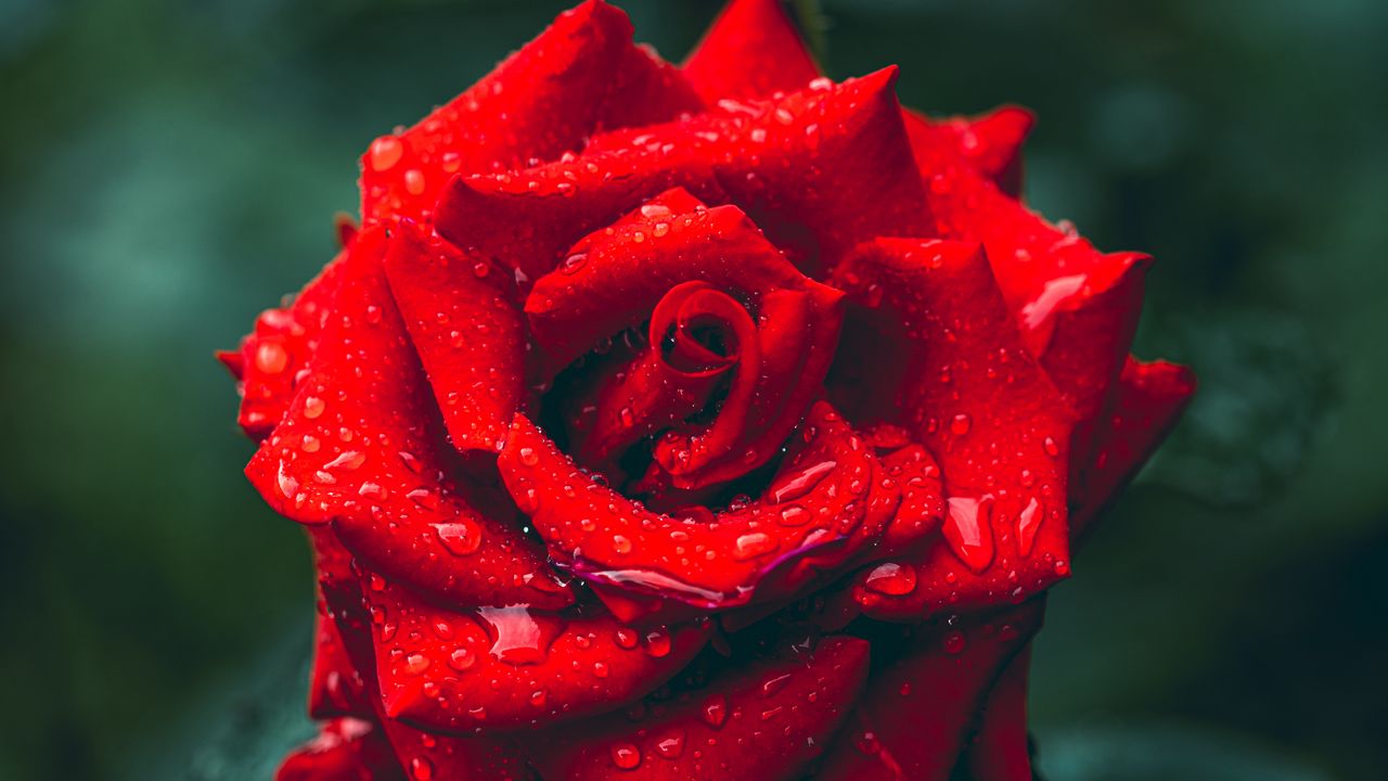 Обои роза, капли, дождь, лепестки, макро, красный