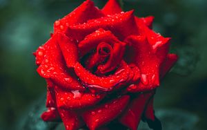 Превью обои роза, капли, дождь, лепестки, макро, красный