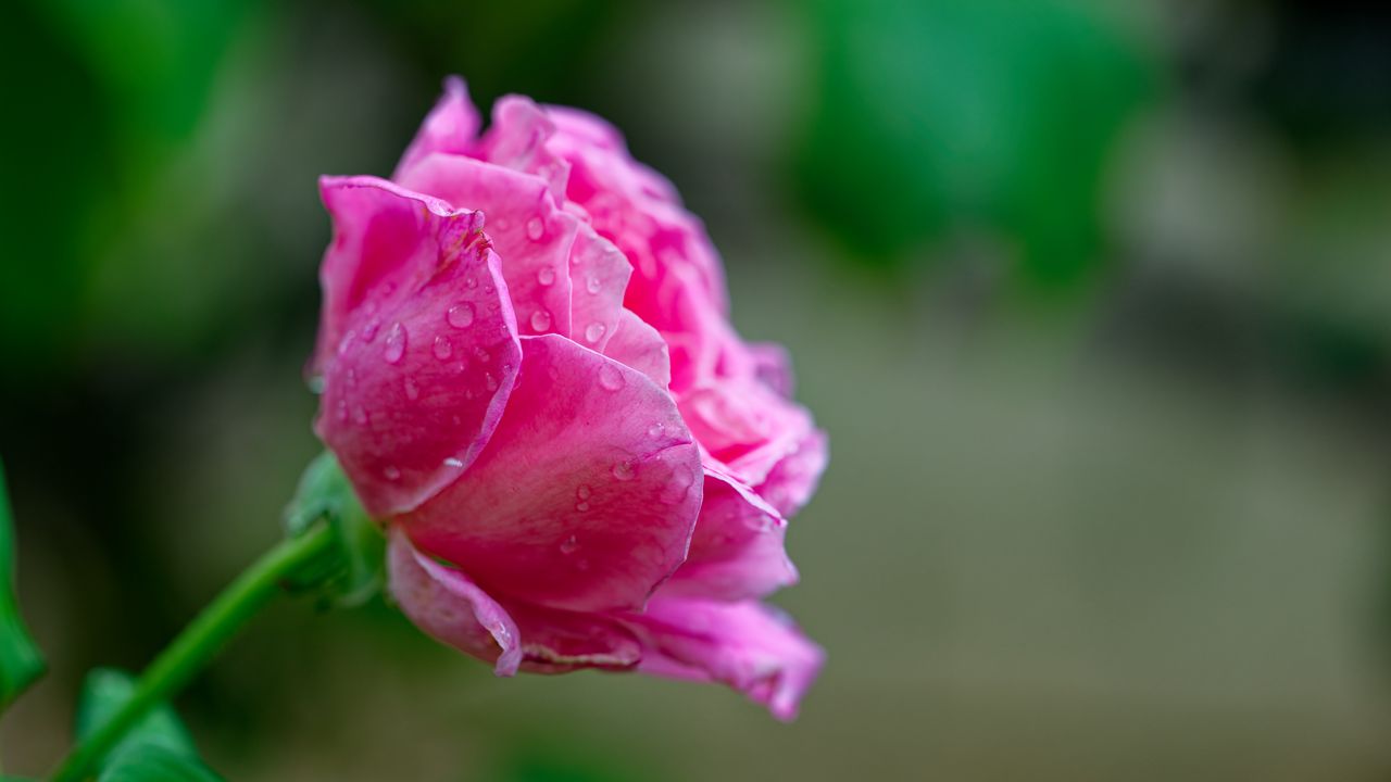 Обои роза, капли, лепестки, цветок, розовый