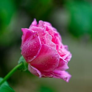 Превью обои роза, капли, лепестки, цветок, розовый