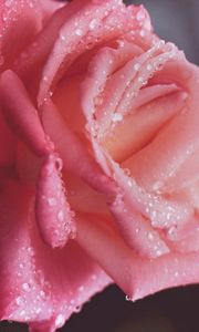 Превью обои роза, капли, роса, розовый