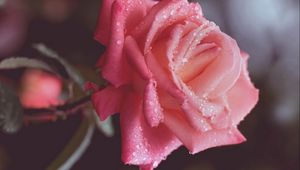 Превью обои роза, капли, роса, розовый