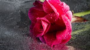 Превью обои роза, капли, розовый, цветок, крупным планом