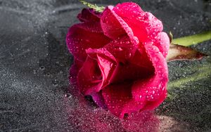 Превью обои роза, капли, розовый, цветок, крупным планом