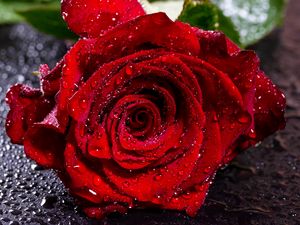 Превью обои роза, капли, влага, бутон, красный, лепестки, цветок