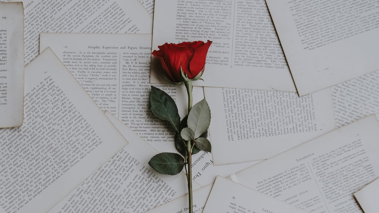 Обои роза, книги, тексты
