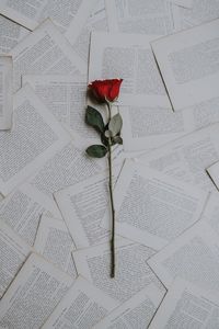 Превью обои роза, книги, тексты