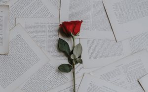 Превью обои роза, книги, тексты