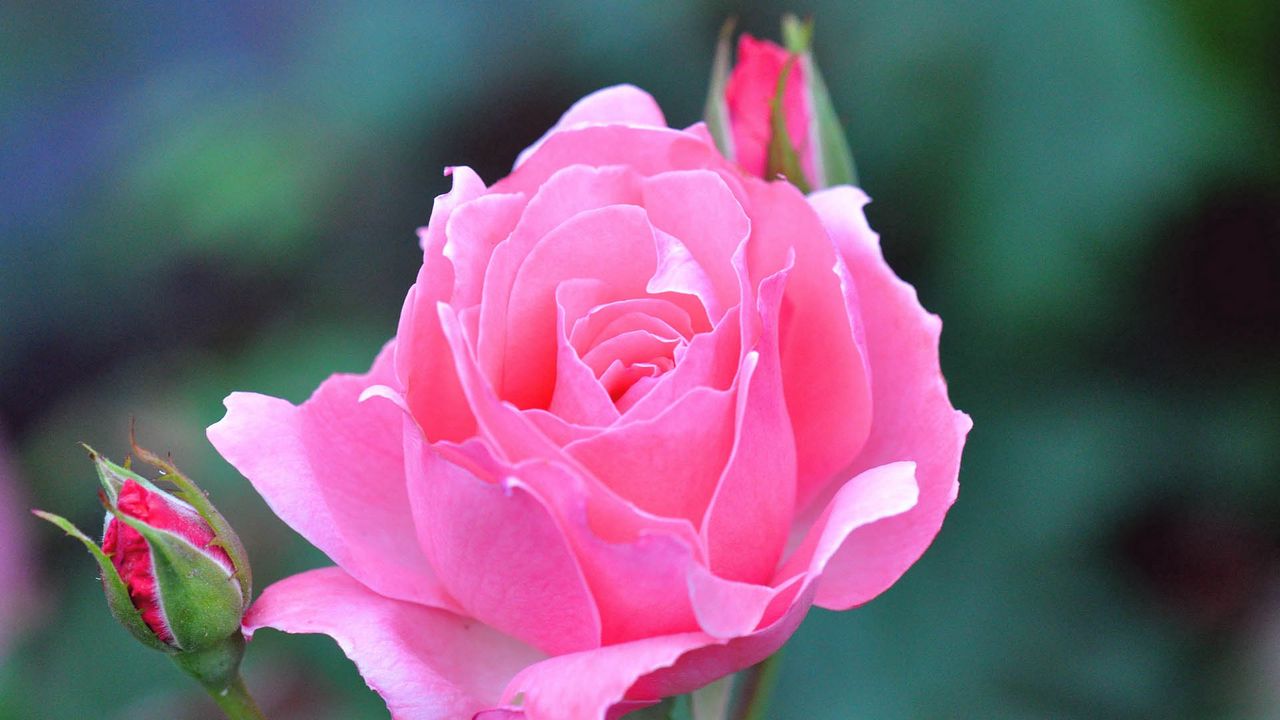 Скачать 1280x720 роза, красивая, розовая обои, картинки hd, hdv, 720p