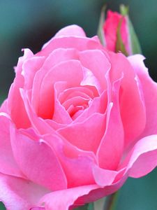 Превью обои роза, красивая, розовая