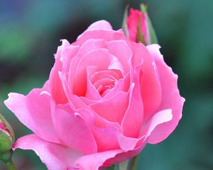 Превью обои роза, красивая, розовая
