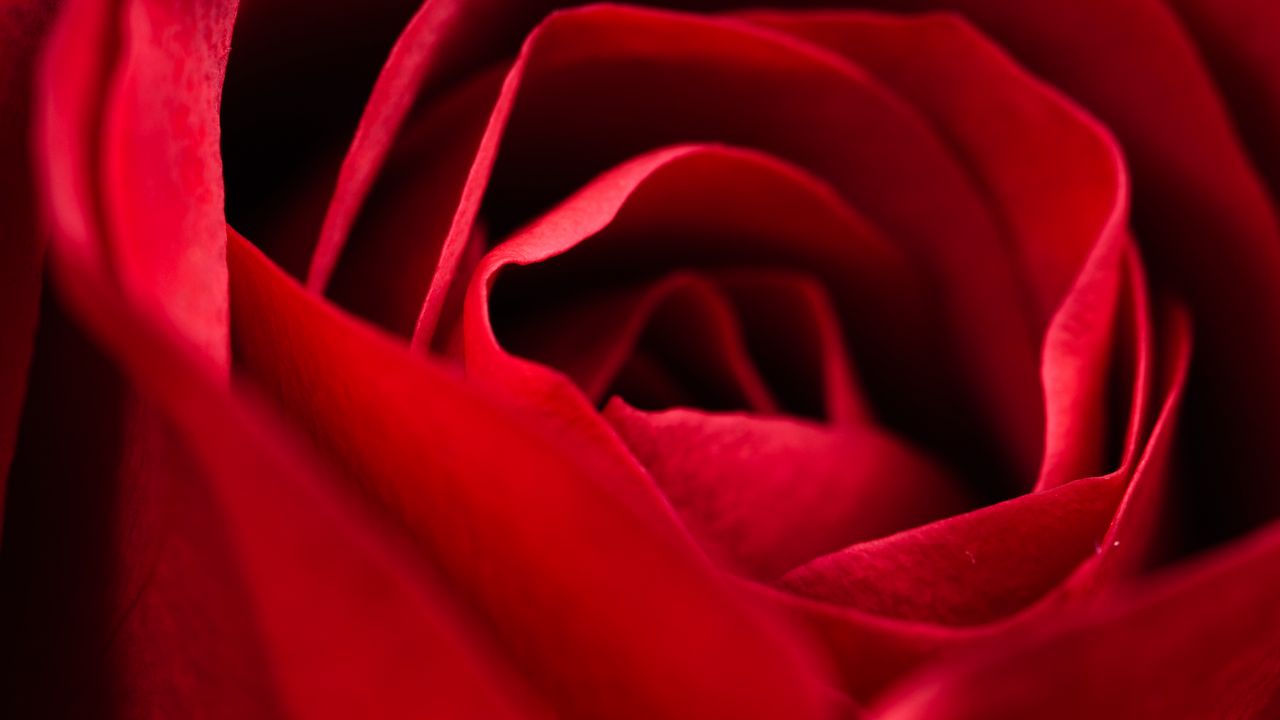 Обои роза, красная, крупный план, лепестки, цветок, макро