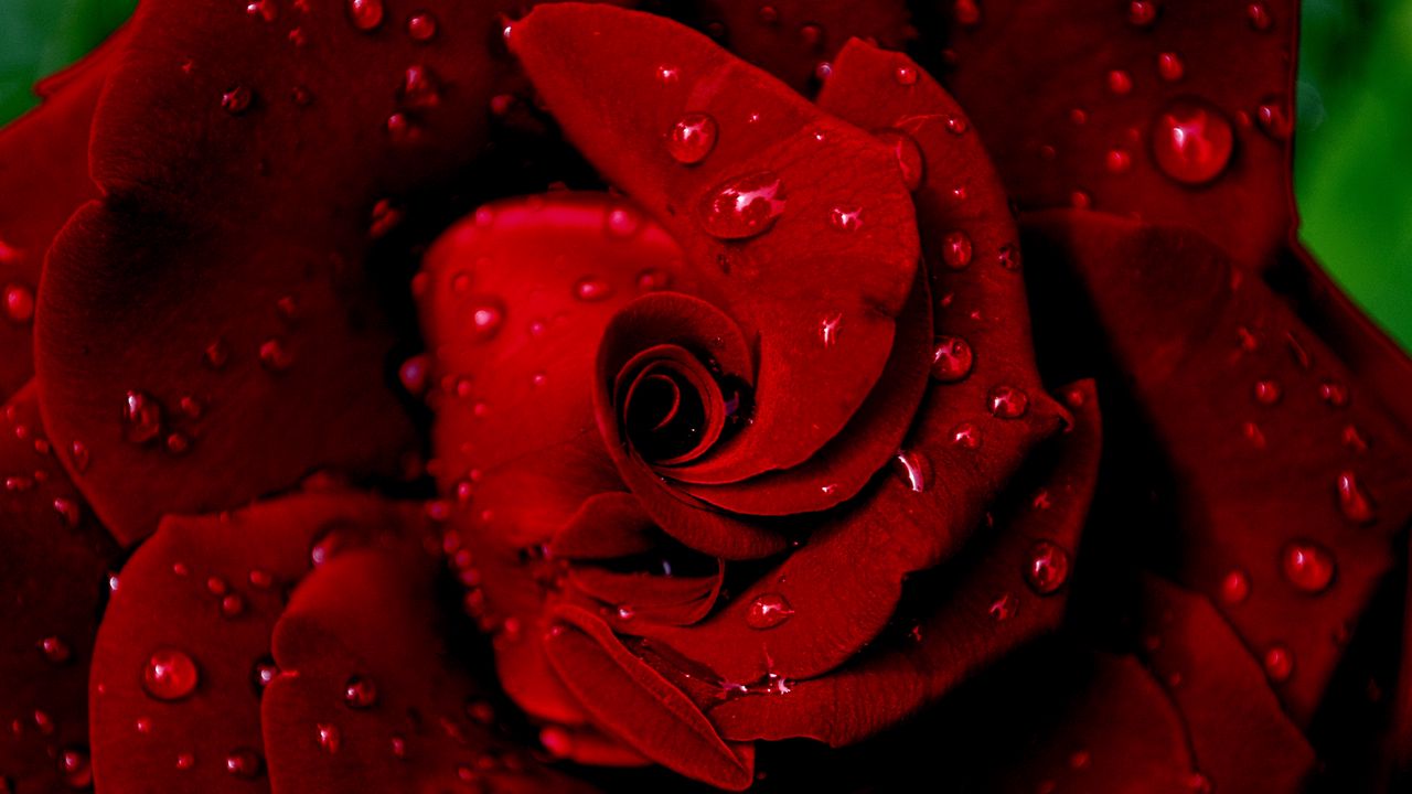 Обои роза, красная, мокрая, капли, роса, лепестки