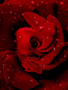 Превью обои роза, красная, мокрая, капли, роса, лепестки
