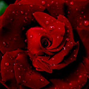 Превью обои роза, красная, мокрая, капли, роса, лепестки