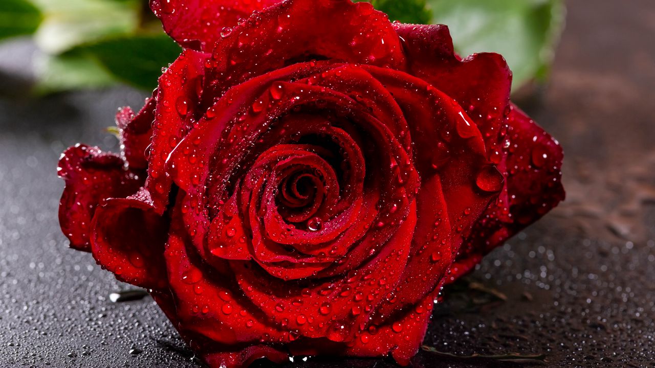 Обои роза, красная, мокрая, лепестки, капли