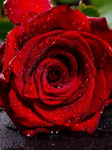 Превью обои роза, красная, мокрая, лепестки, капли