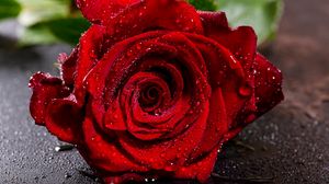Превью обои роза, красная, мокрая, лепестки, капли