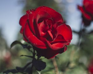 Превью обои роза, красная, цветок, темный, насыщенный