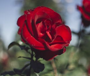 Превью обои роза, красная, цветок, темный, насыщенный