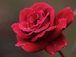 Превью обои роза, красная, цветок, лепестки, капли