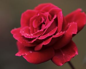 Превью обои роза, красная, цветок, лепестки, капли