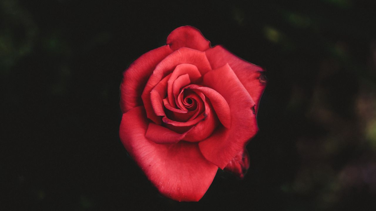 Обои роза, красный, бутон, лепестки
